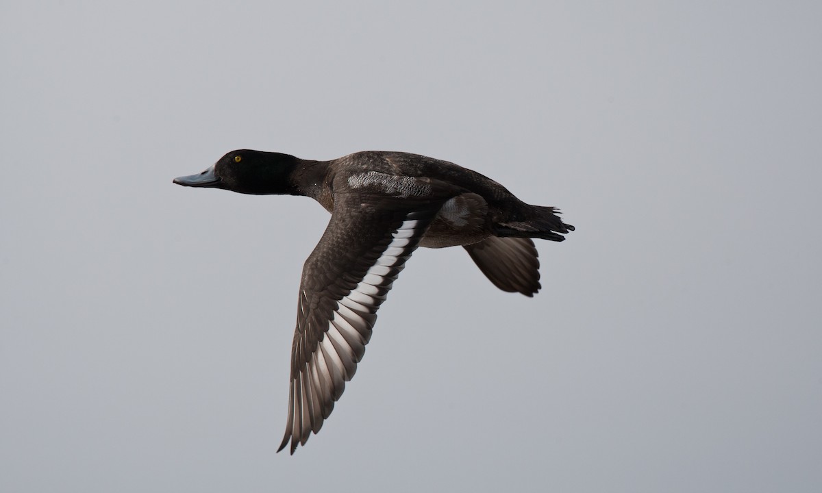 Greater Scaup - ML27736461