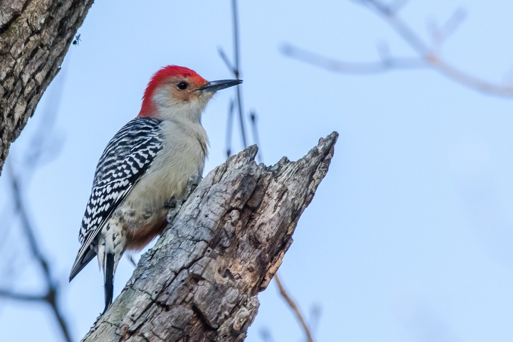 Red-bellied Woodpecker - Jean-Guy Papineau