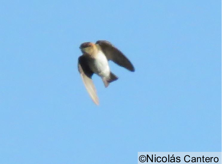 Tawny-headed Swallow - Nicolás Cantero Wildlife PY