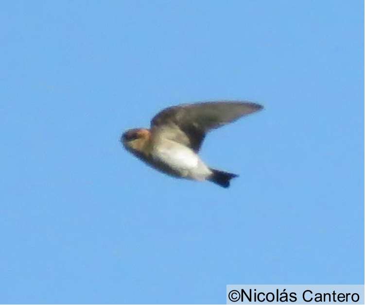 Tawny-headed Swallow - Nicolás Cantero Wildlife PY