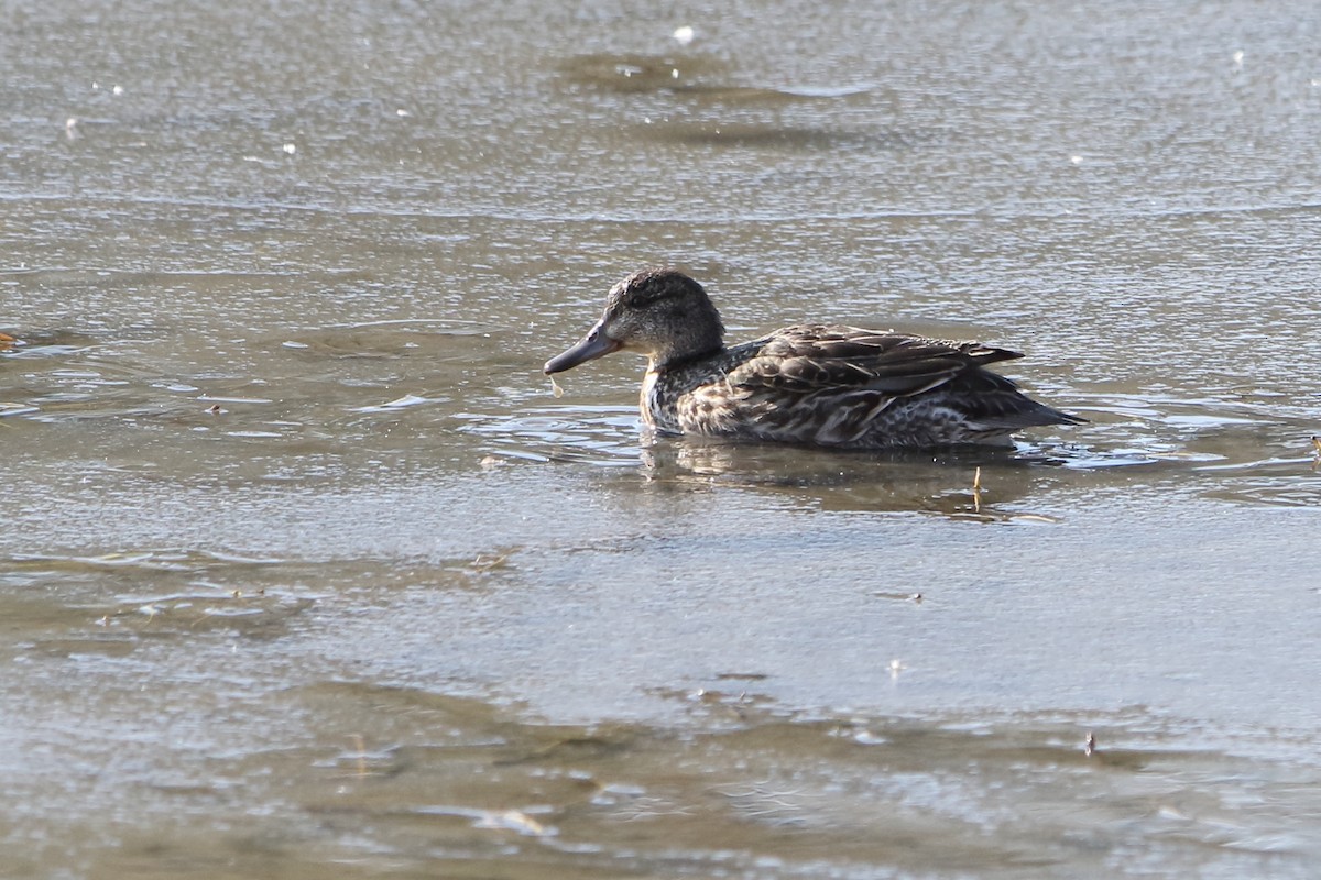 Green-winged Teal - ML277373641