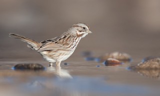  - Song Sparrow