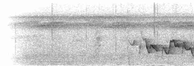 Чагра чорноголова (підвид anchietae/reichenowi) - ML277384