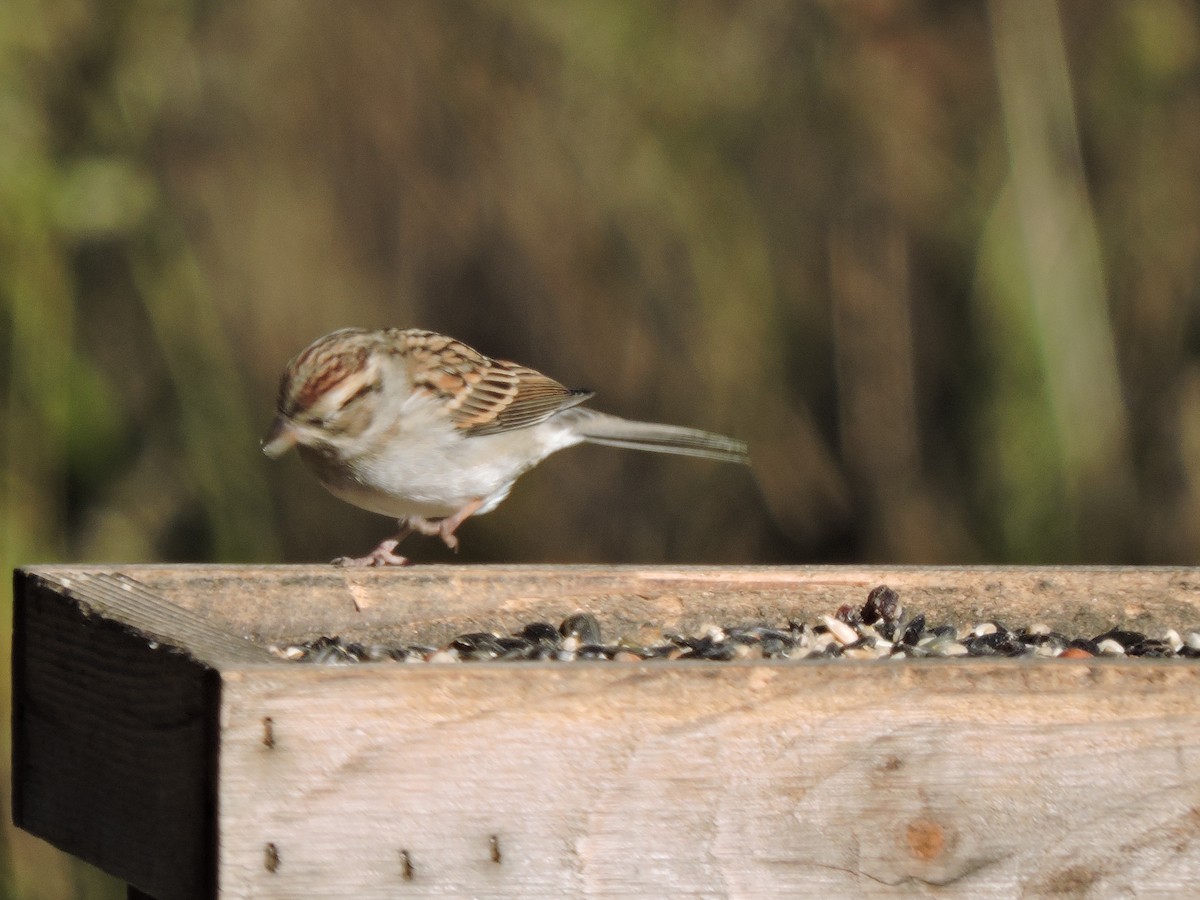 Chipping Sparrow - ML277388191