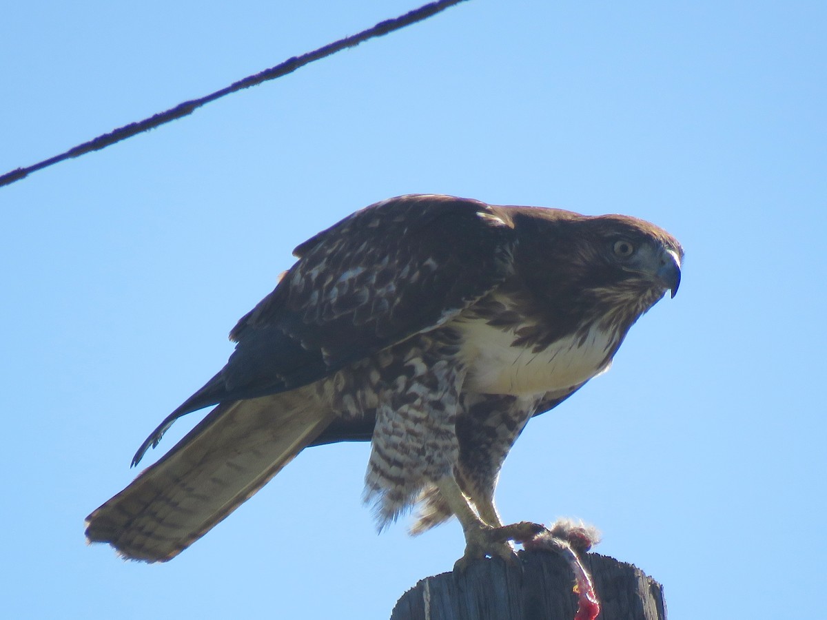 Red-tailed Hawk - ML277388921