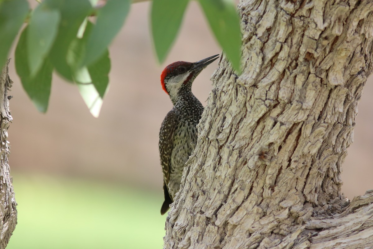 Bearded Woodpecker - John Drummond