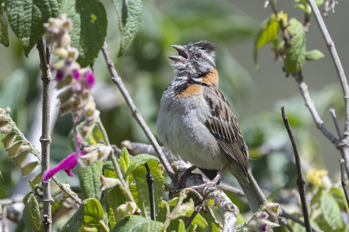 Rufous-collared Sparrow - ML277393871