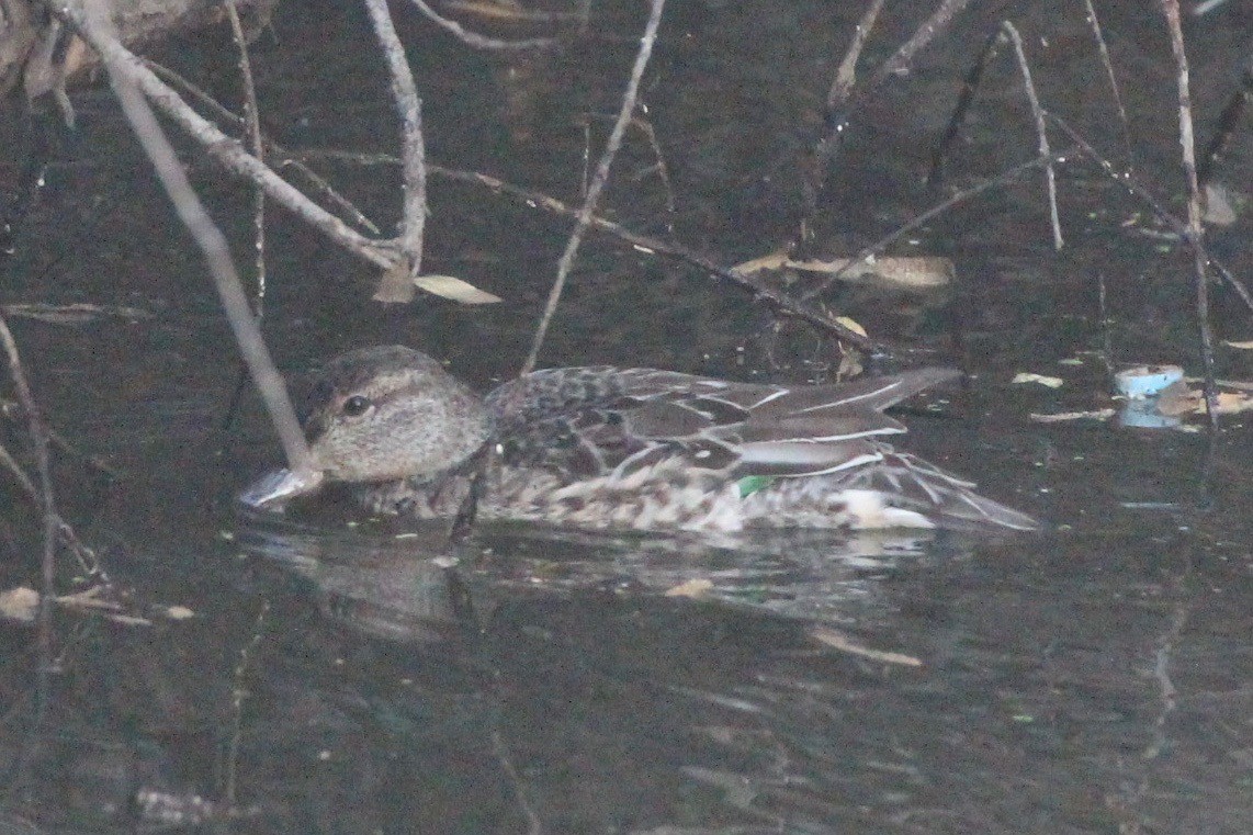 Green-winged Teal - ML277400171
