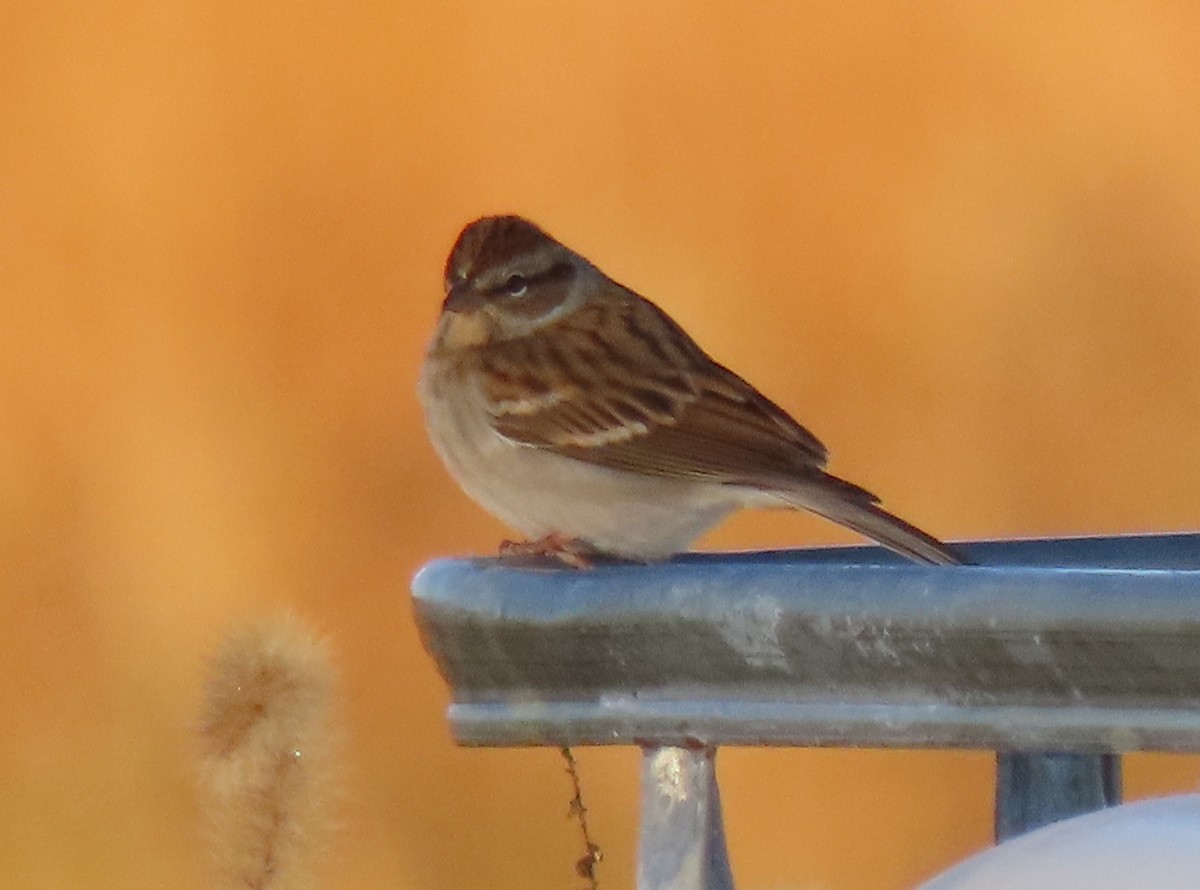 Chipping Sparrow - stephen johnson  🦜