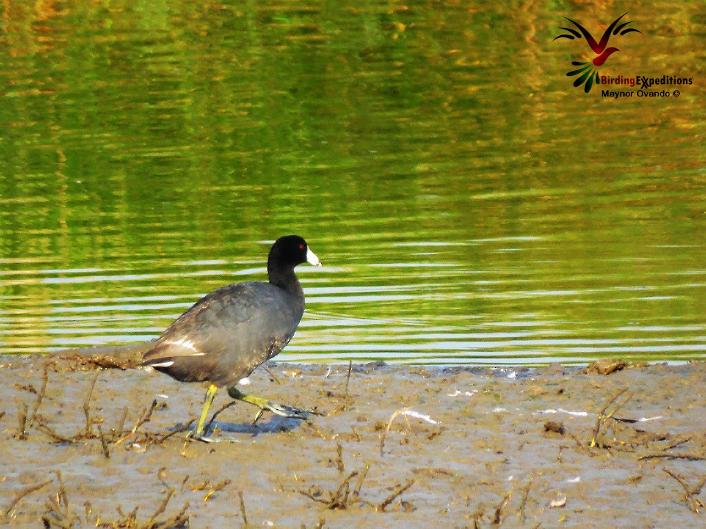 American Coot (Red-shielded) - Maynor Ovando
