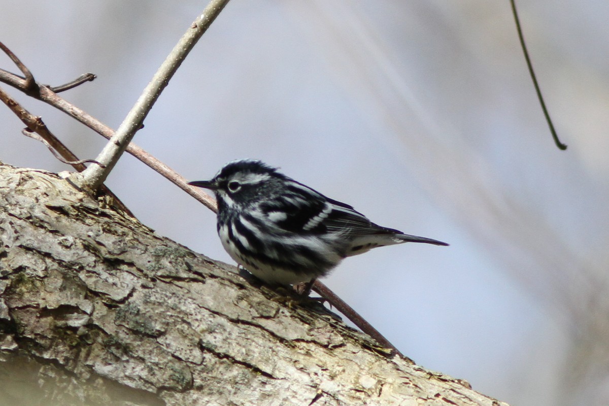 Black-and-white Warbler - ML27740941