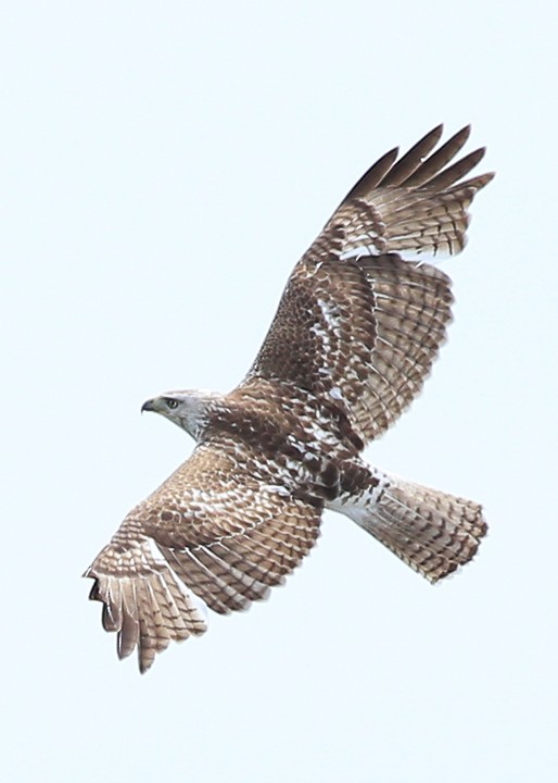 Red-tailed Hawk (Krider's) - Lori Widmann