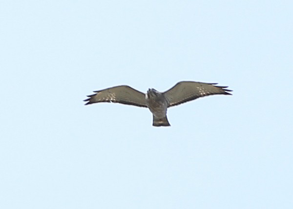 Broad-winged Hawk - ML27741481