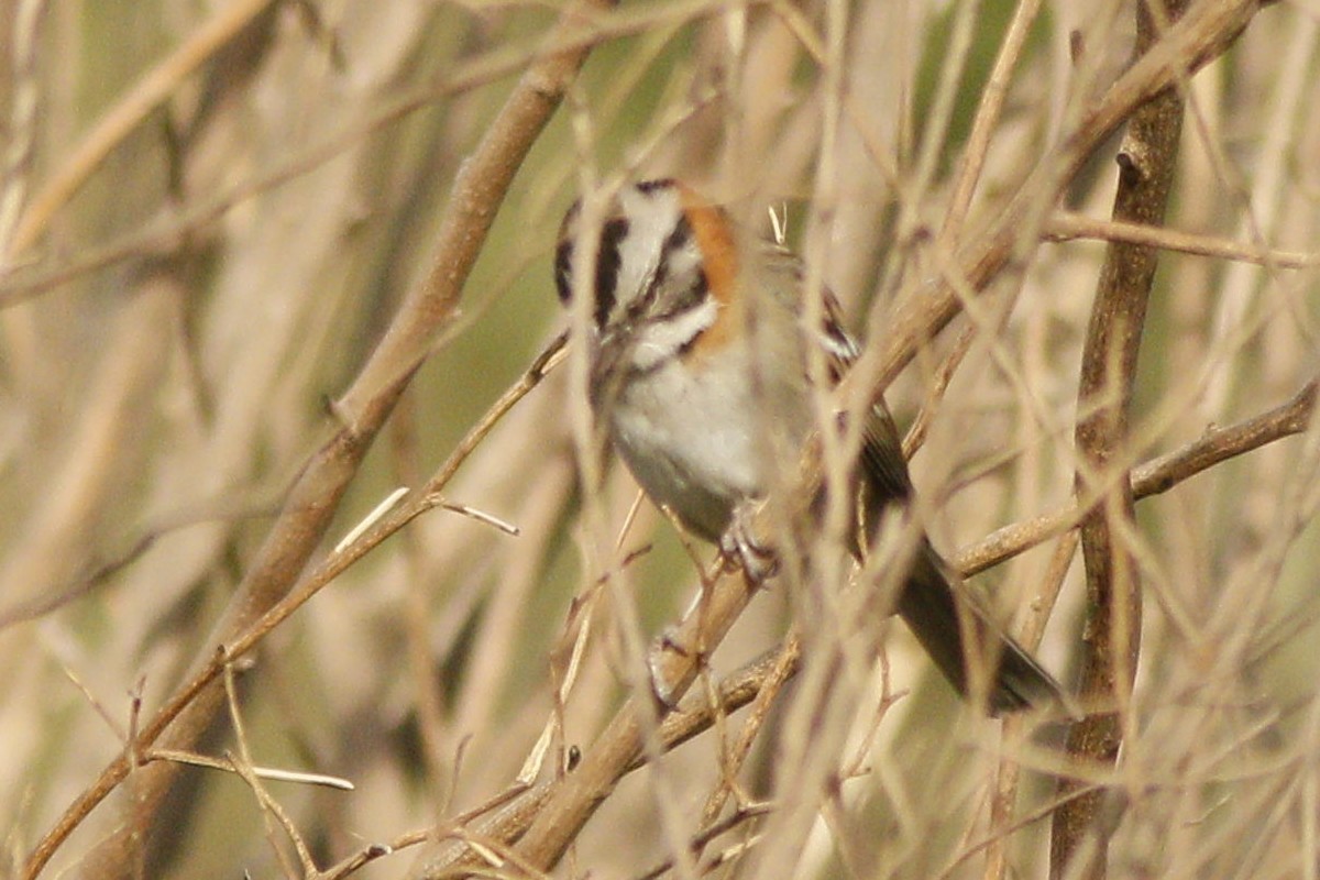 Rufous-collared Sparrow - ML277416471