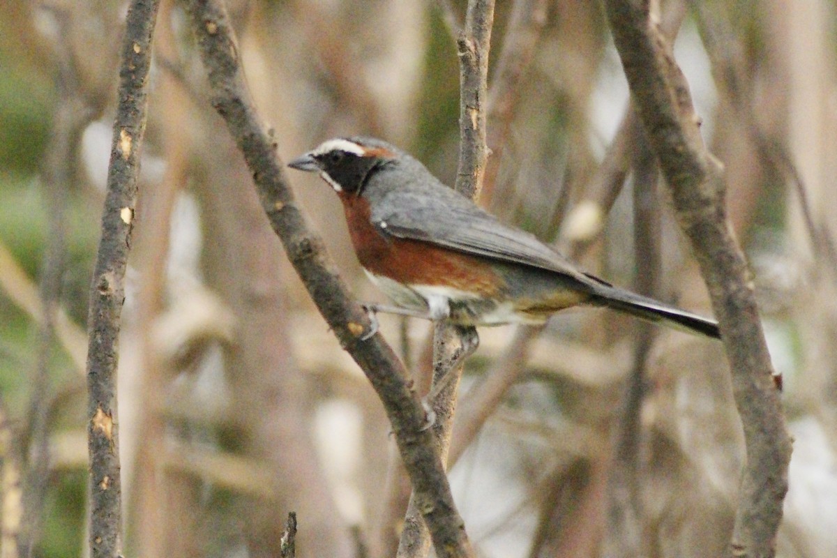 Black-and-chestnut Warbling Finch - ML277416591