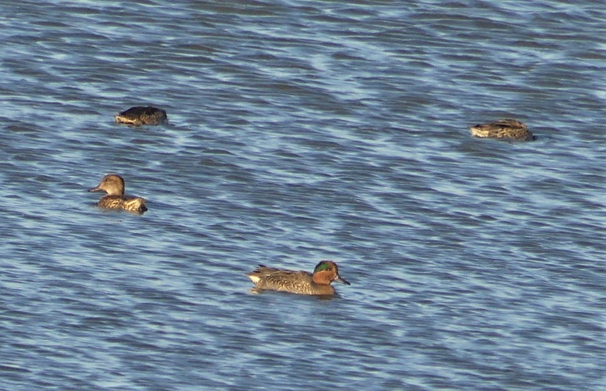 Green-winged Teal - ML277418101