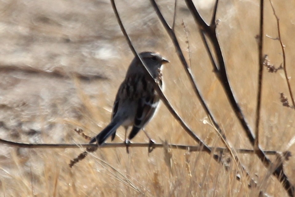 American Tree Sparrow - ML277420881