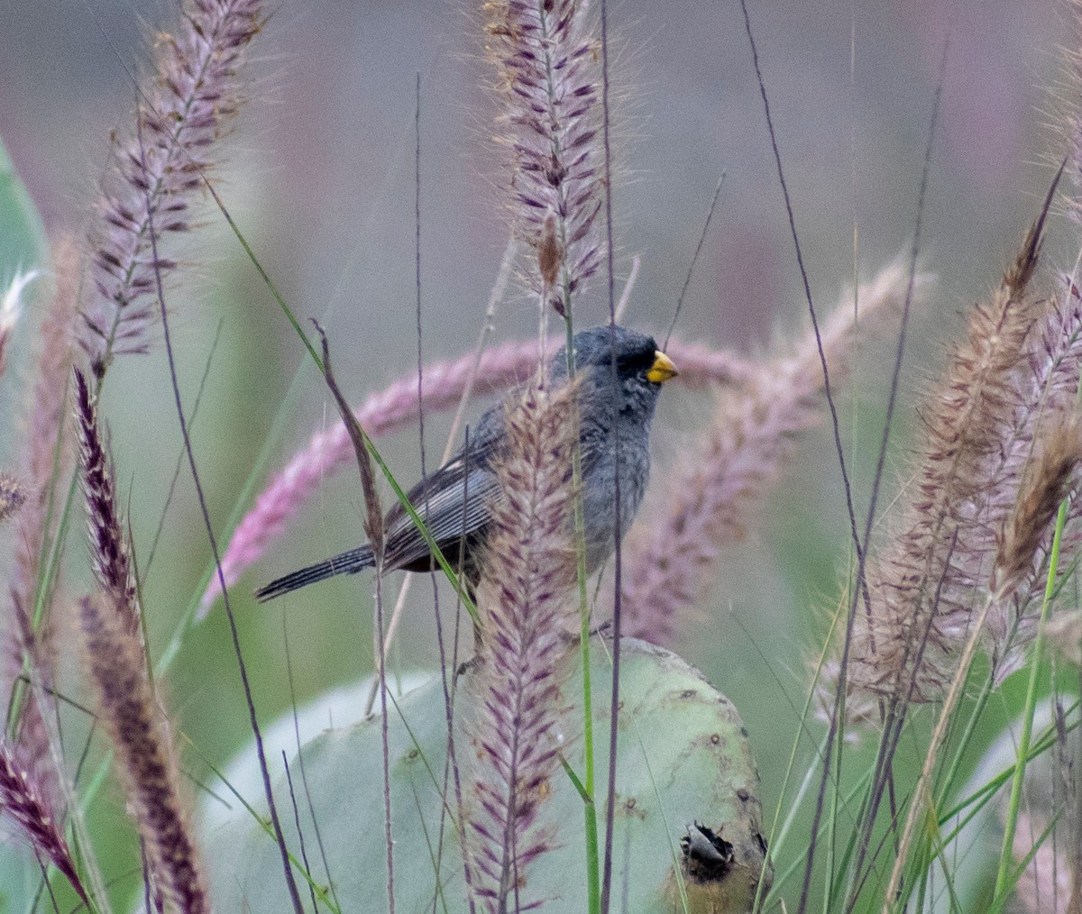 Band-tailed Seedeater - ML277424521