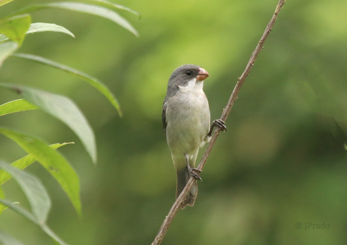 White-bellied Seedeater - ML277429141