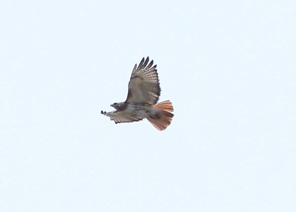 Red-tailed Hawk - ML27743281