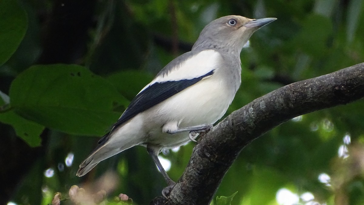 White-shouldered Starling - Kim Cancino