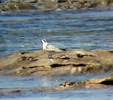 White-winged Tern - ML277437921