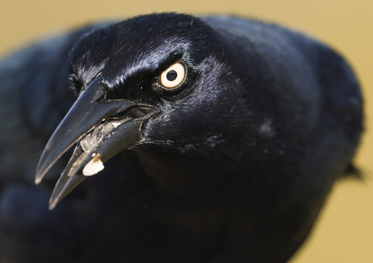 Great-tailed Grackle - ML277440281