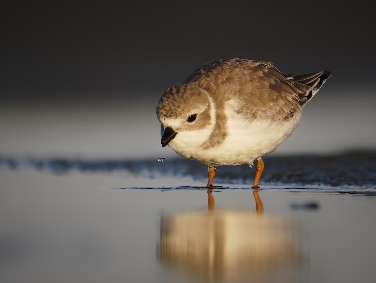 Piping Plover - ML277441521
