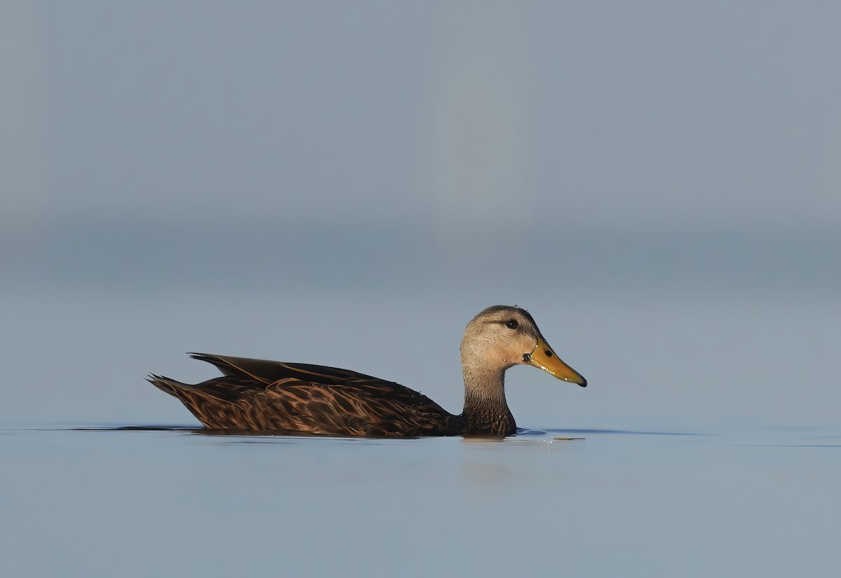 Mottled Duck - Anonymous