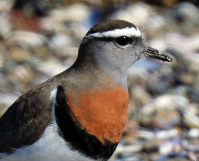 Rufous-chested Dotterel - ML277445851