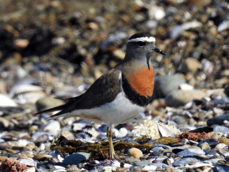 Rufous-chested Dotterel - ML277445861