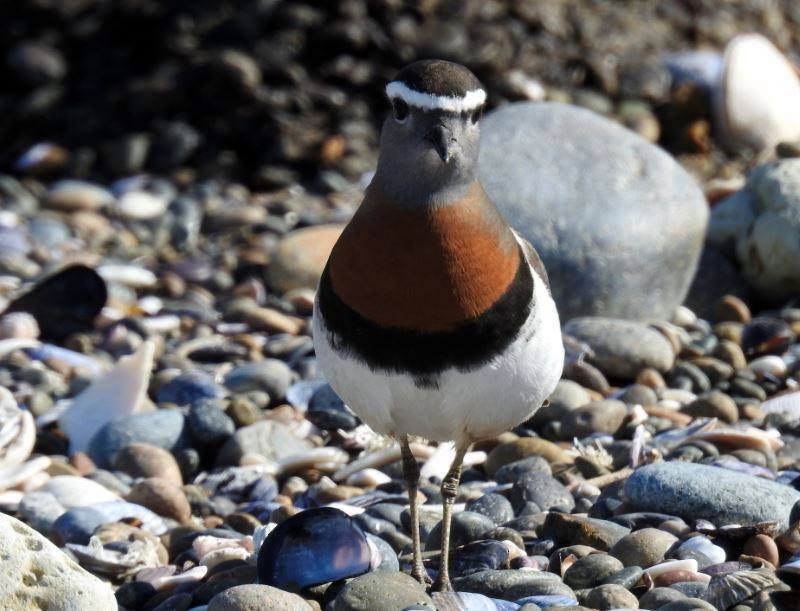 Rufous-chested Dotterel - ML277445871