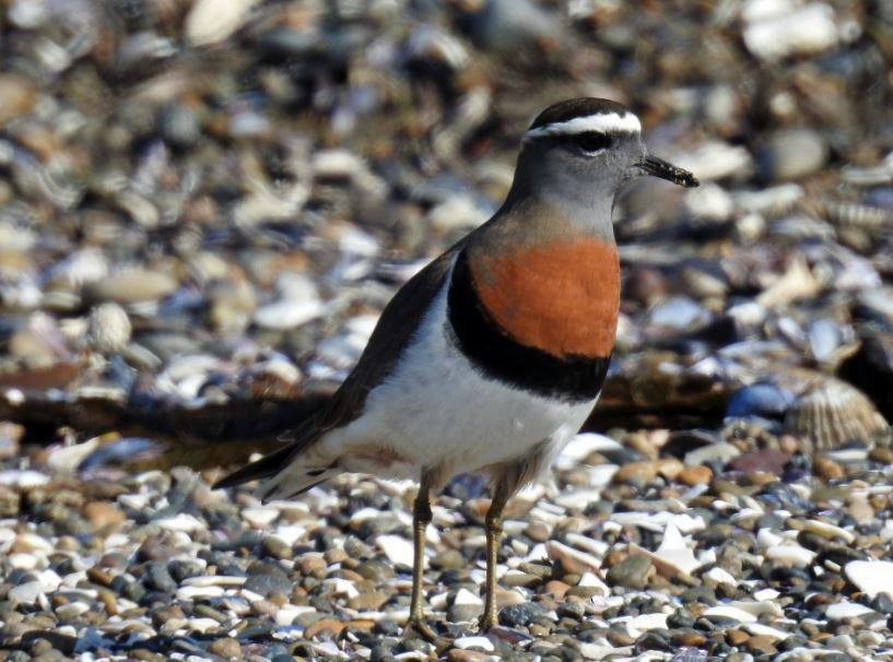 Rufous-chested Dotterel - ML277445881