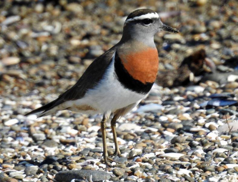 Rufous-chested Dotterel - ML277445891