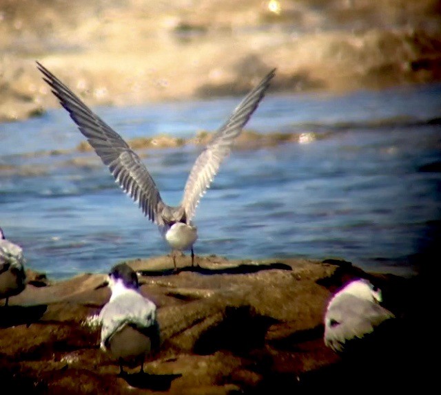 White-winged Tern - ML277449501