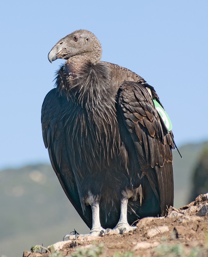Condor de Californie - ML27745031