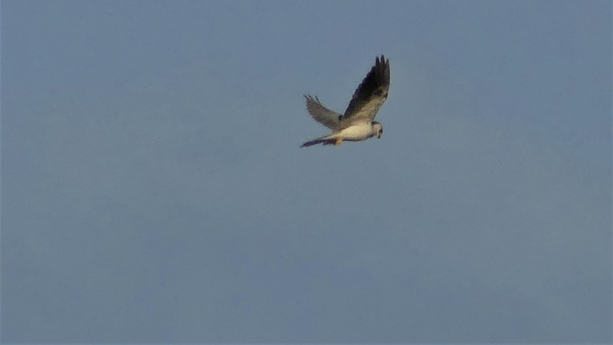 White-tailed Kite - Lillian G