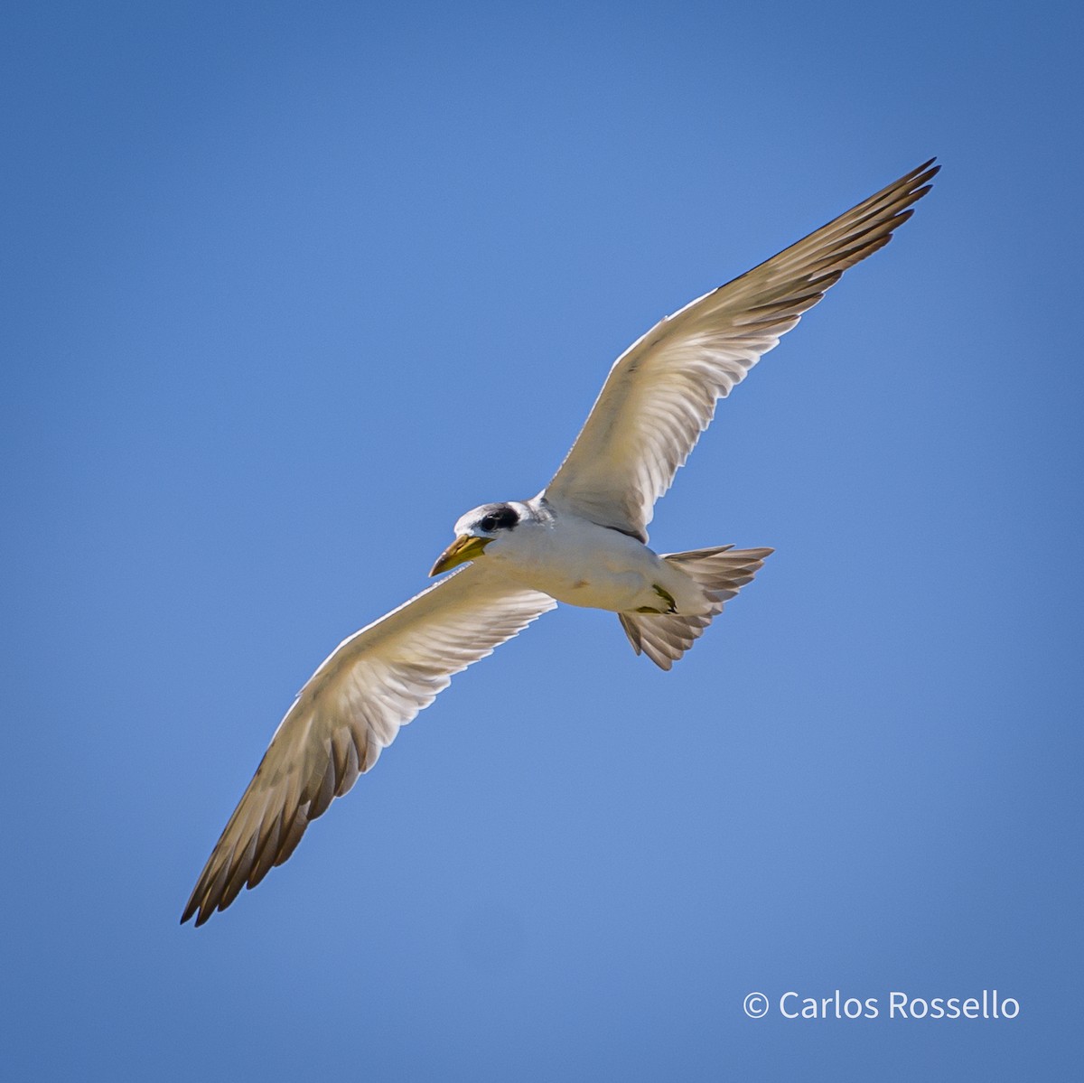 Large-billed Tern - Carlos Rossello