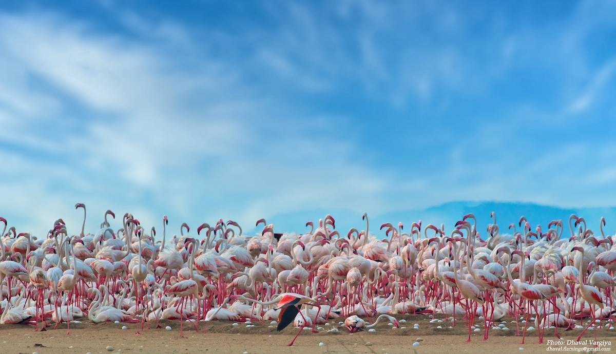 Greater Flamingo - Dhaval  Vargiya