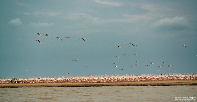 Birds in their breeding habitat; Gujarat, India. - Greater Flamingo - 
