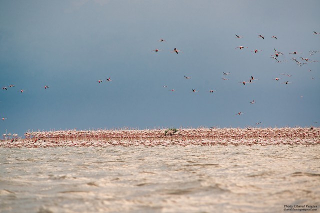 Breeding colony; Gujarat, India. - Greater Flamingo - 
