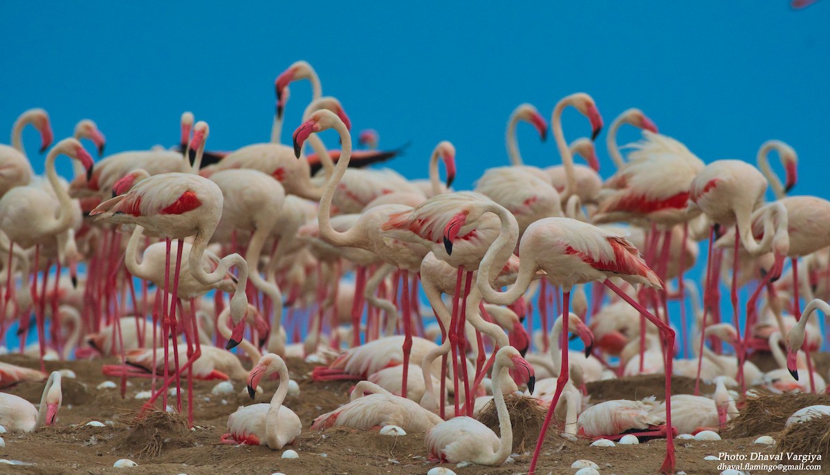 Greater Flamingo - Dhaval  Vargiya