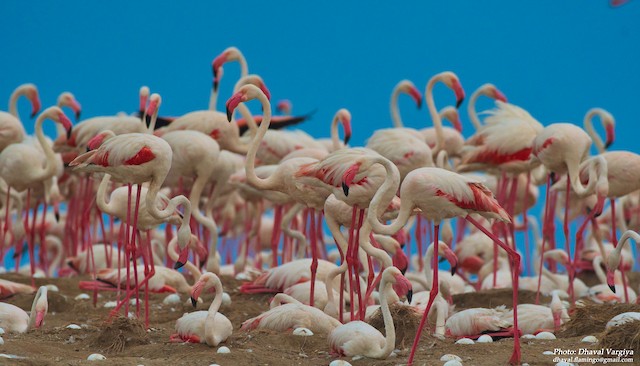 Adults incubating. - Greater Flamingo - 