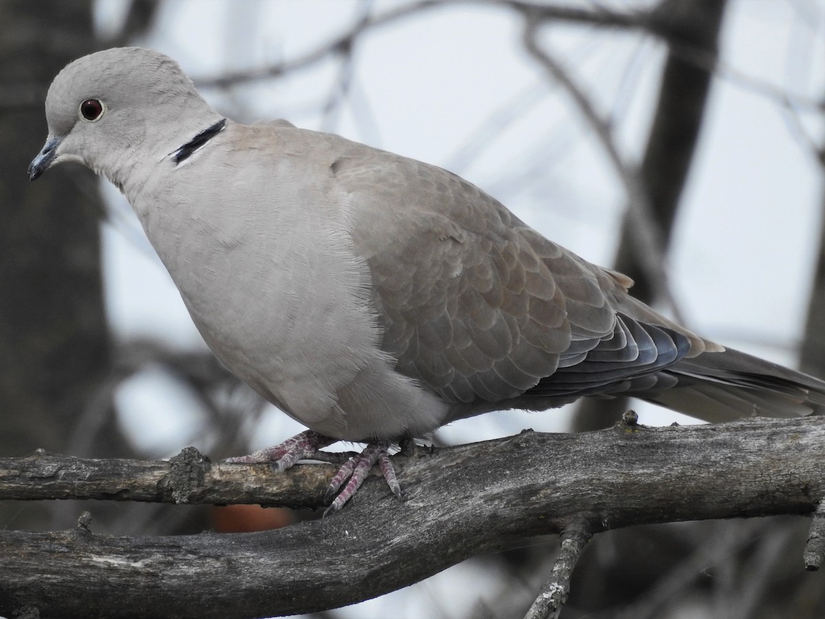 Eurasian Collared-Dove - ML277462741