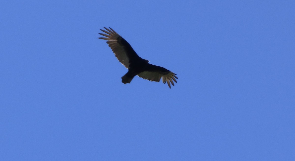 Turkey Vulture - ML27747241