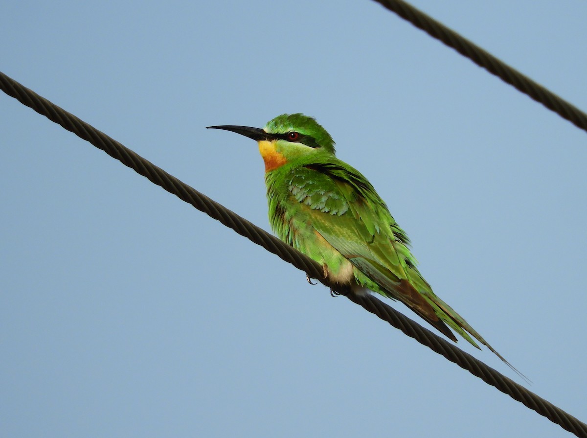 Blue-cheeked Bee-eater - ML277478091