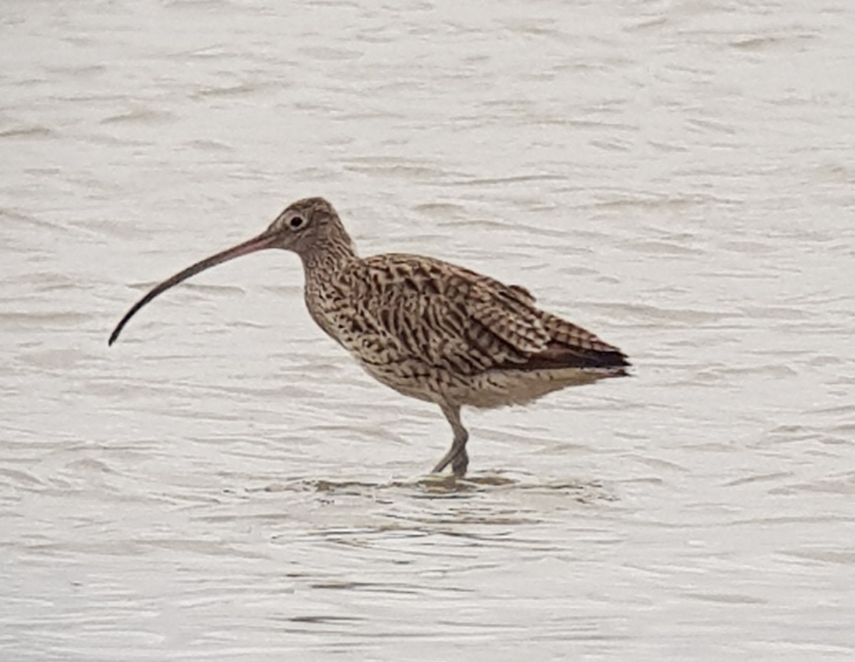 Far Eastern Curlew - Russell Cannings