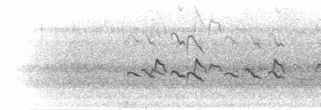 Чёрно-белая муния (nigriceps/woltersi) - ML277480