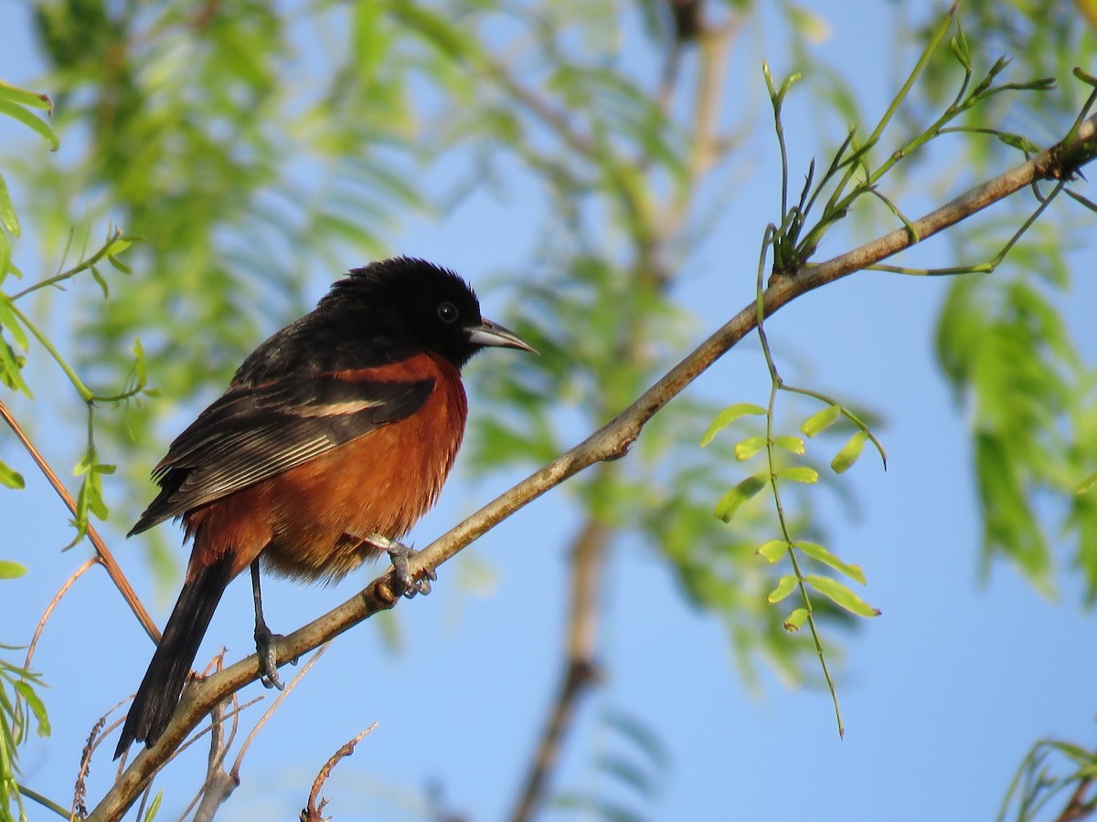 Orchard Oriole - ML27748951