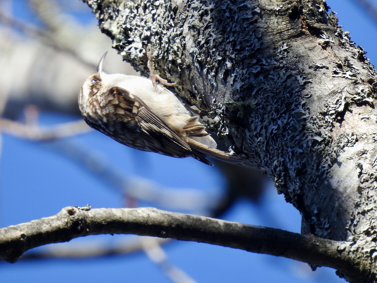 Brown Creeper - Laurie  Keefe